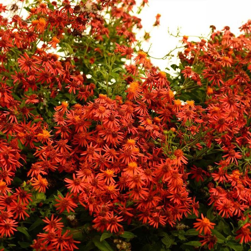 Flame Vine