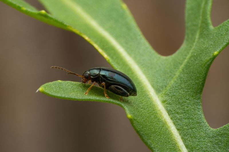 Fleas