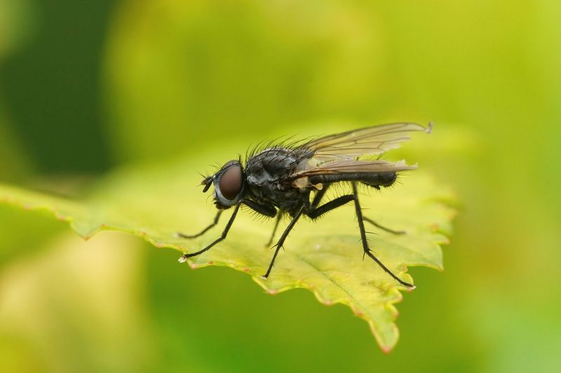 Flies