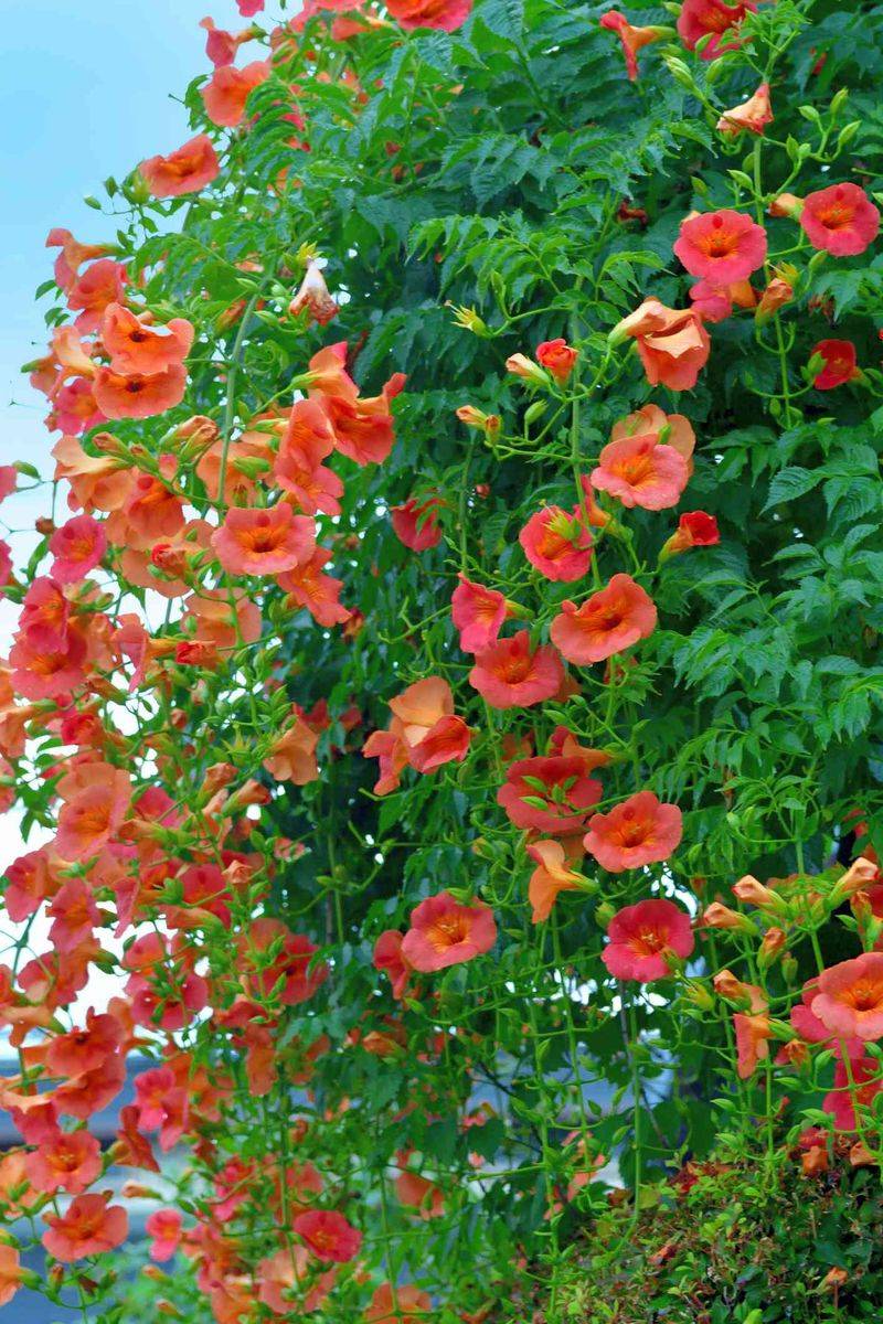 Flowering Climbing Vines