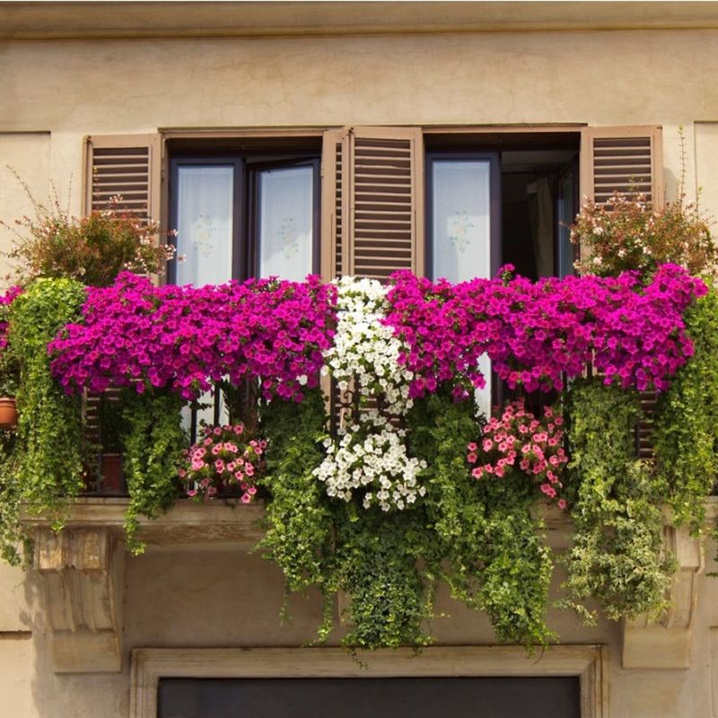 Flowering Shrubs