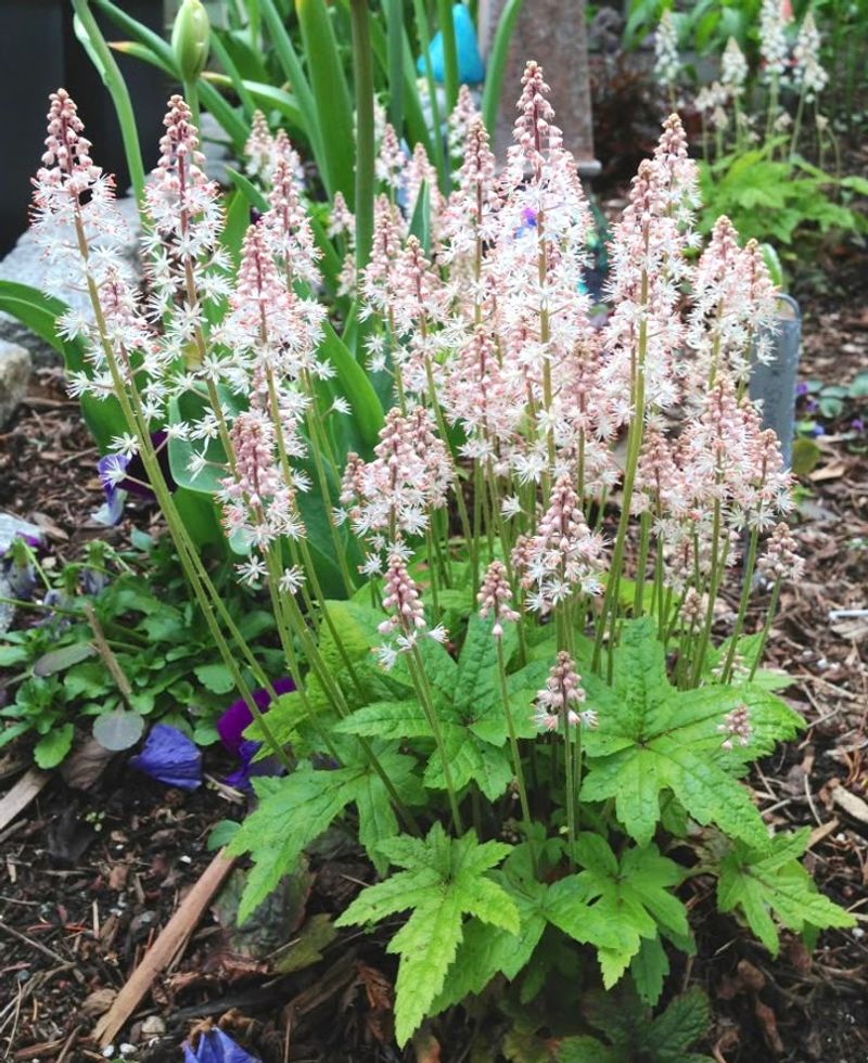 Foamflower
