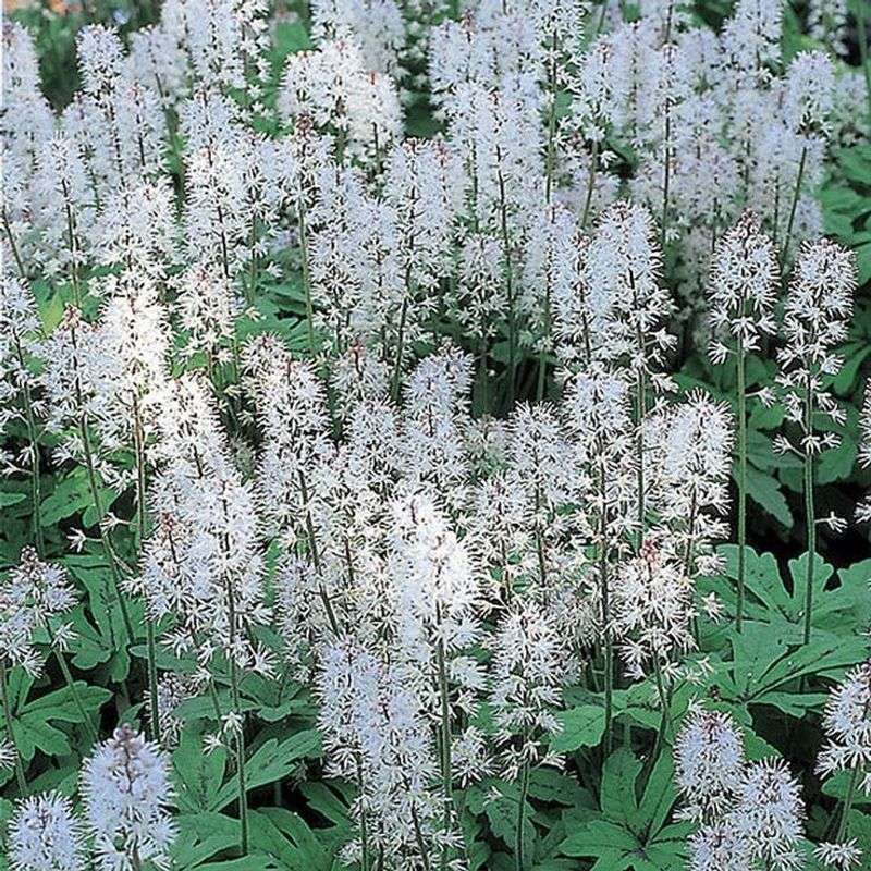 Foamflower