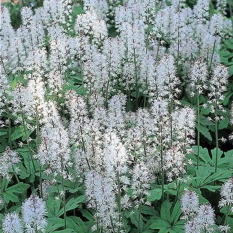 Foamflower