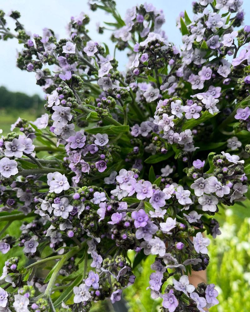 Forget-me-nots