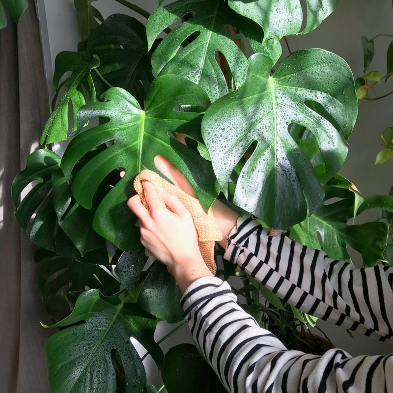 Forgetting to Clean Leaves