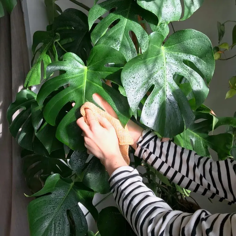 Forgetting to Clean Leaves