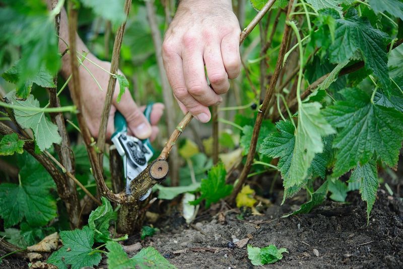 Forgetting to Prune