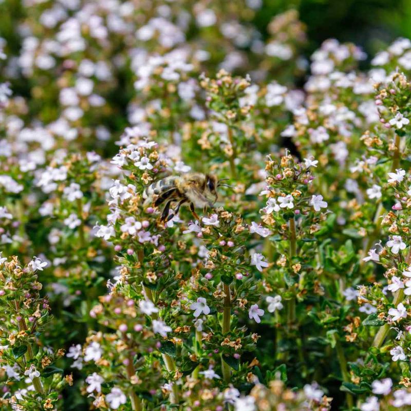 Thyme