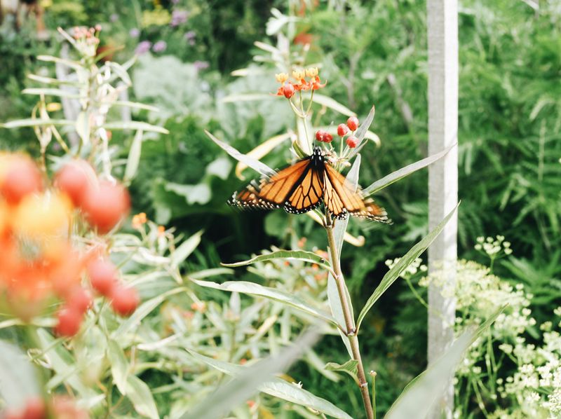 Fostering Beneficial Insects