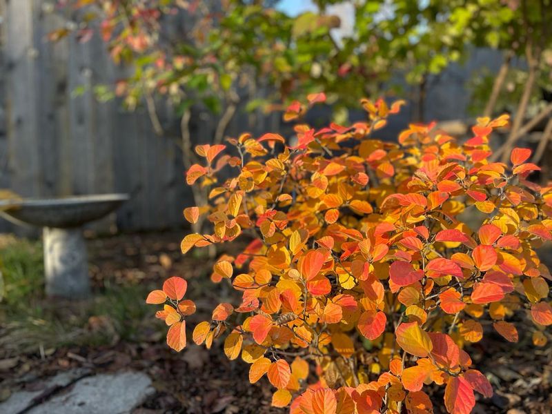 Fothergilla