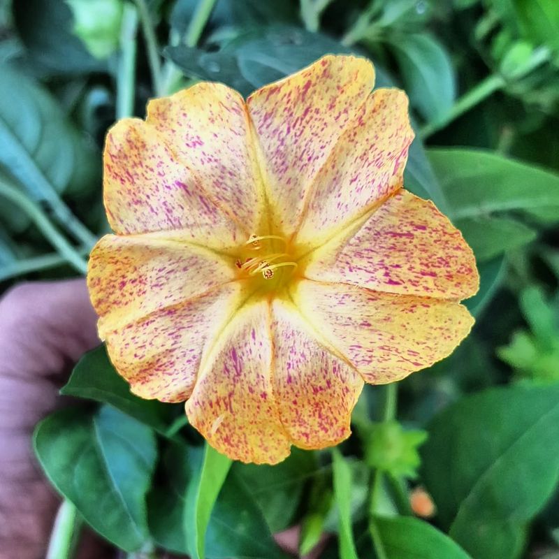 Four O'Clock Flower