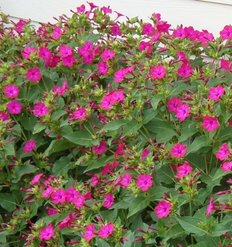 Four O'Clock Flower