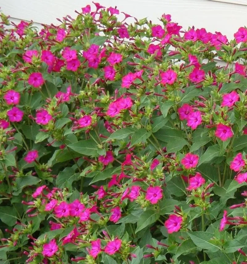 Four O'Clock Flower