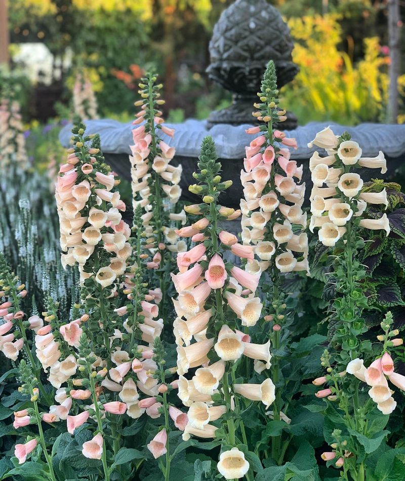 Foxglove