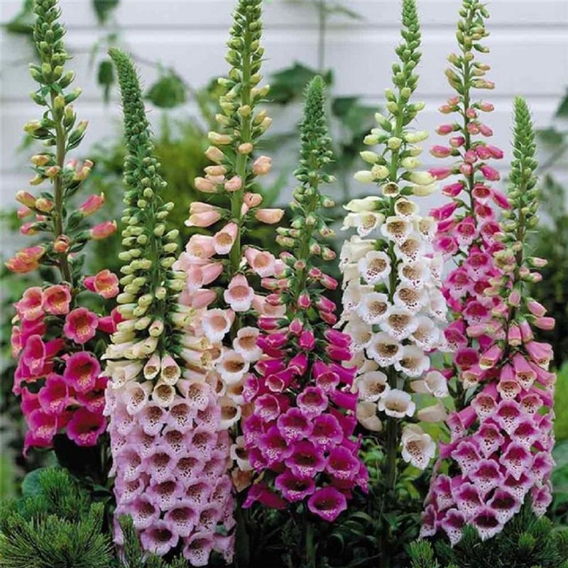 Foxglove