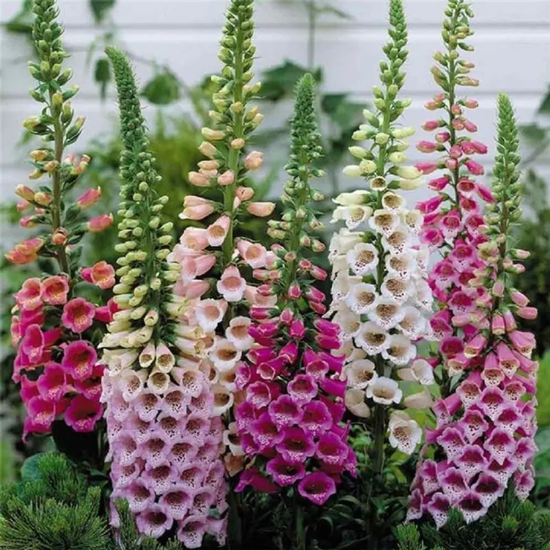 Foxglove
