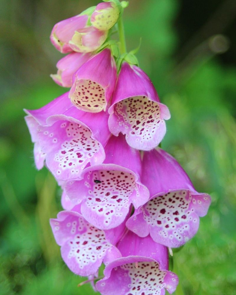 Foxglove