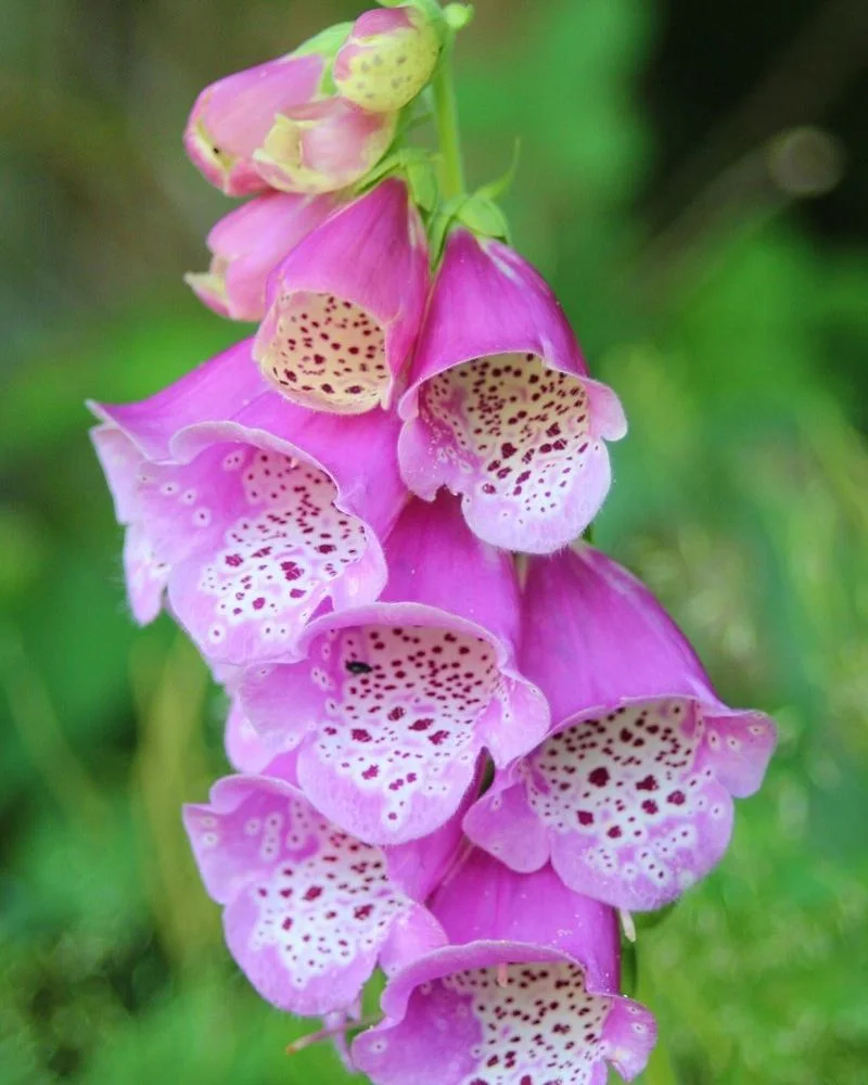 Foxglove