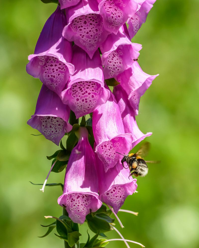 Foxglove
