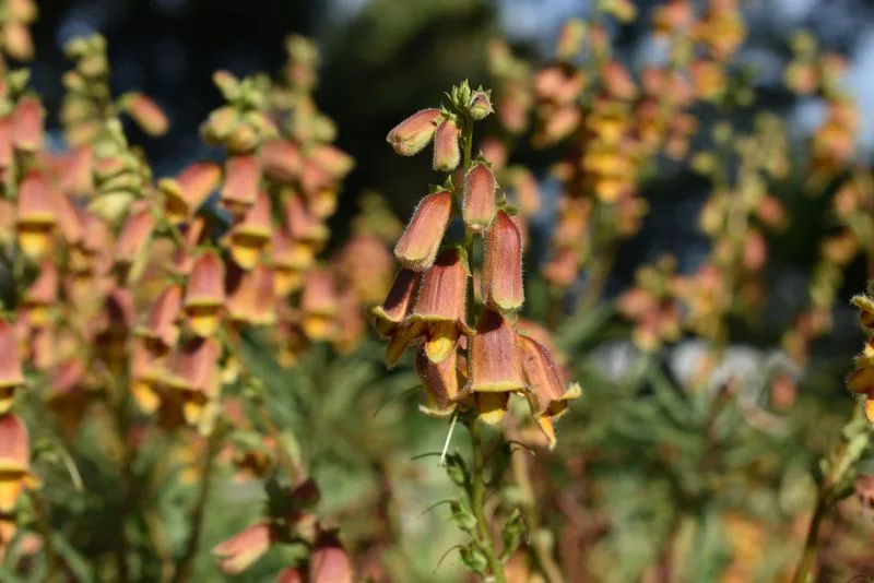 Foxglove