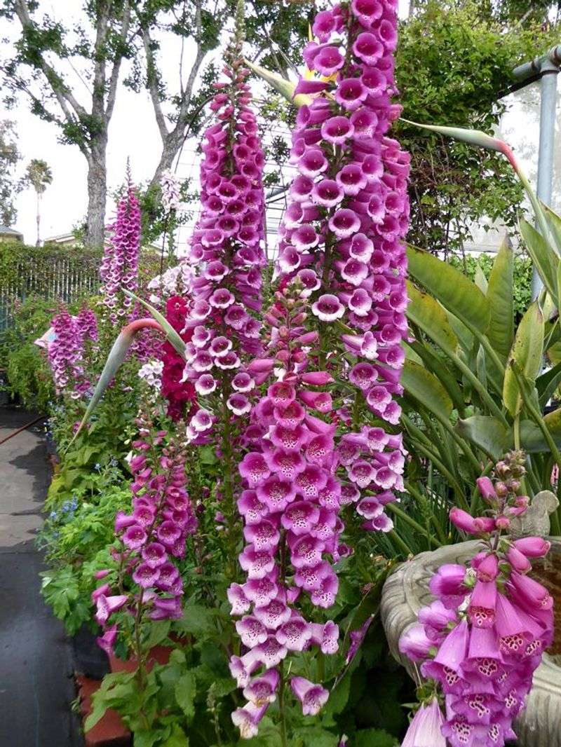 Foxglove
