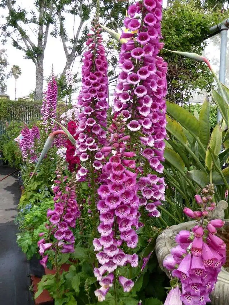 Foxglove
