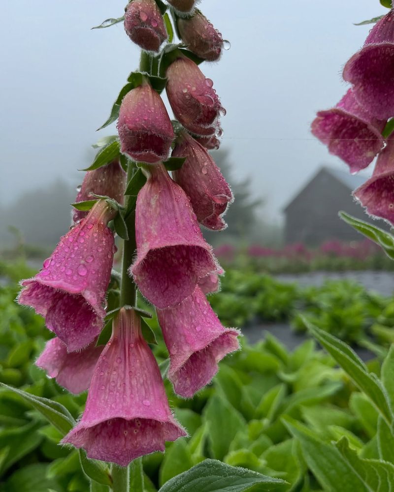 Foxglove