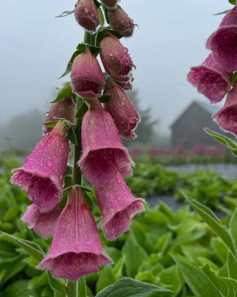 Foxglove 