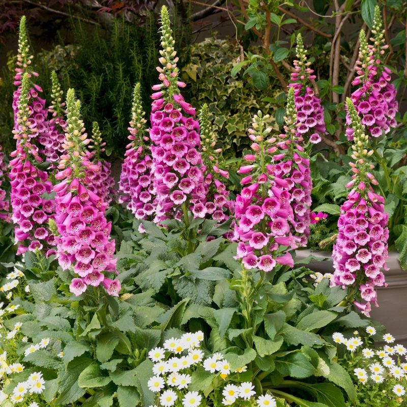 Foxgloves and Columbines