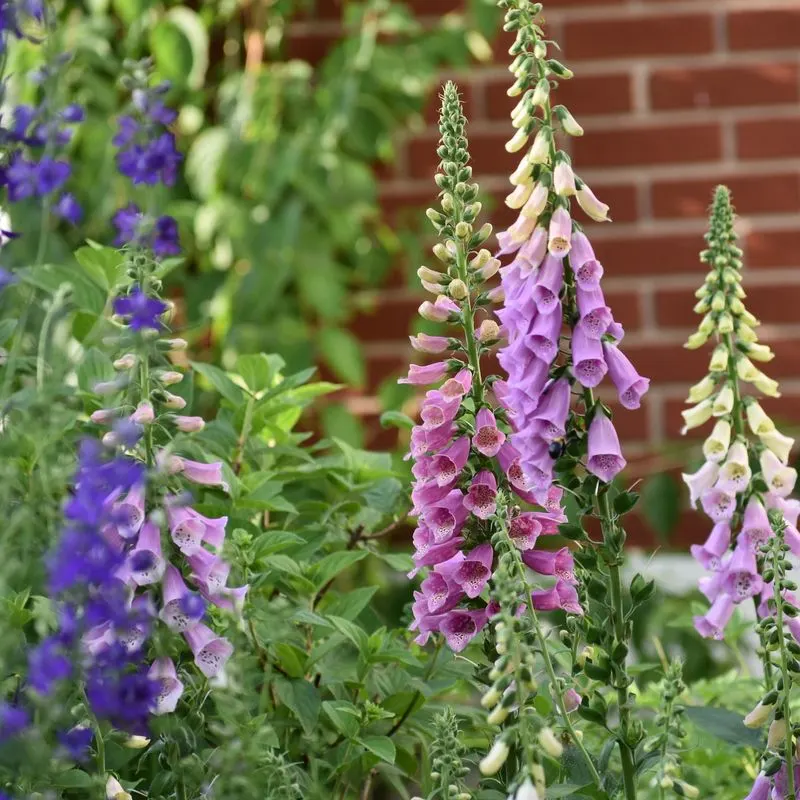 Foxgloves
