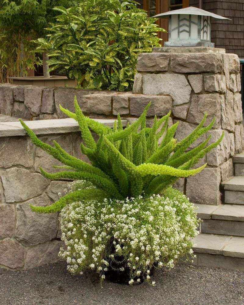Foxtail