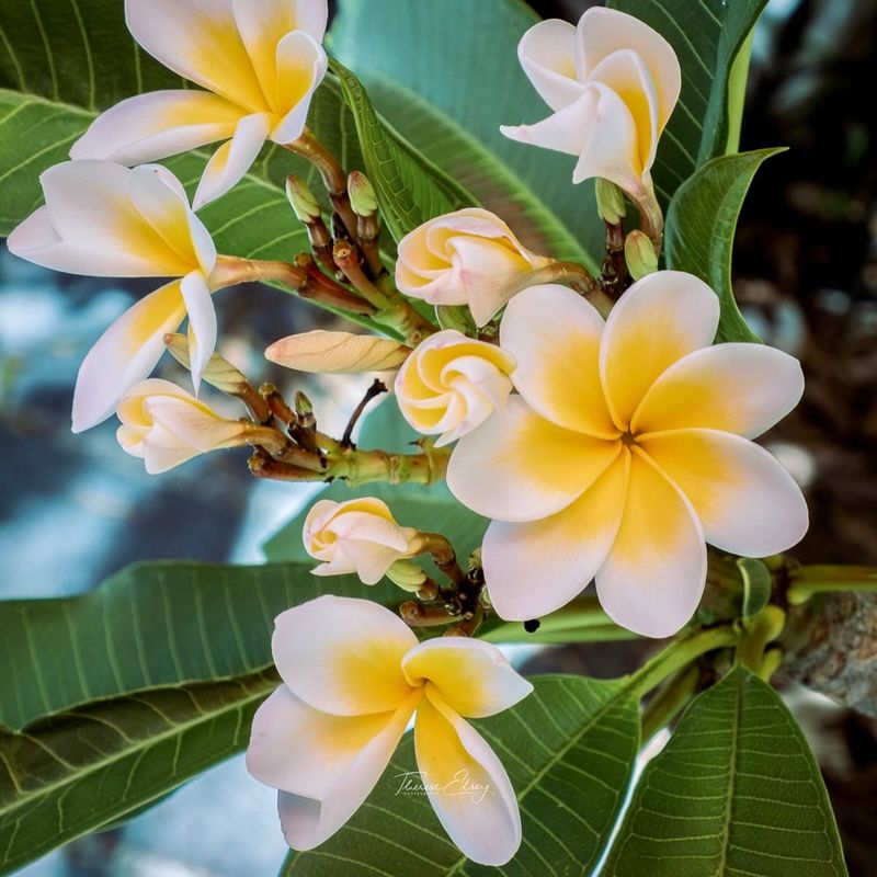 Frangipani