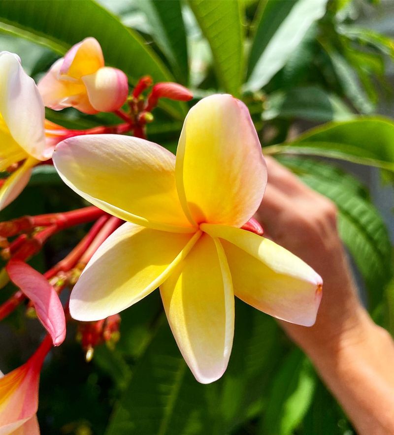 Frangipani