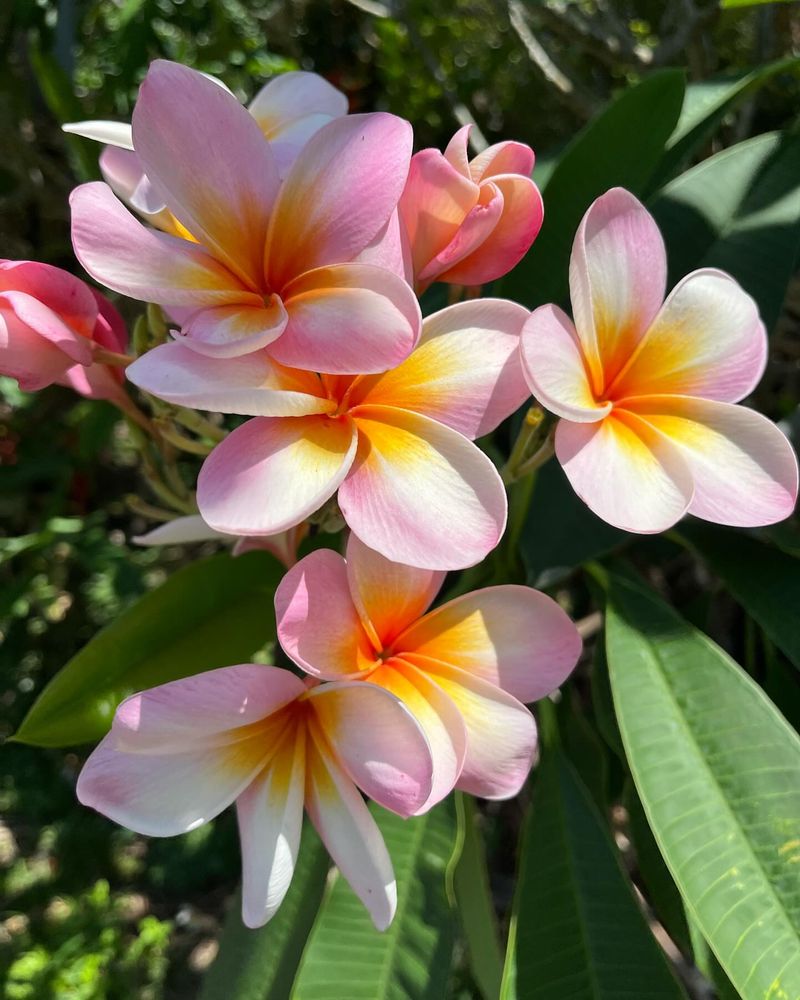 Frangipani
