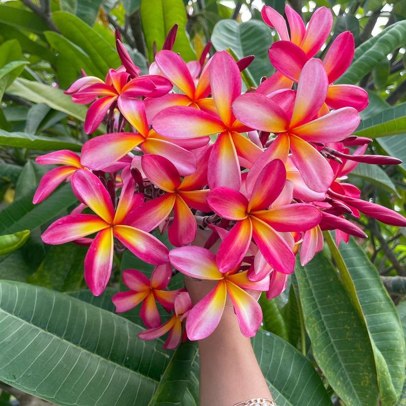 Frangipani