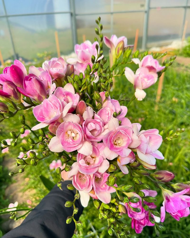 Freesia