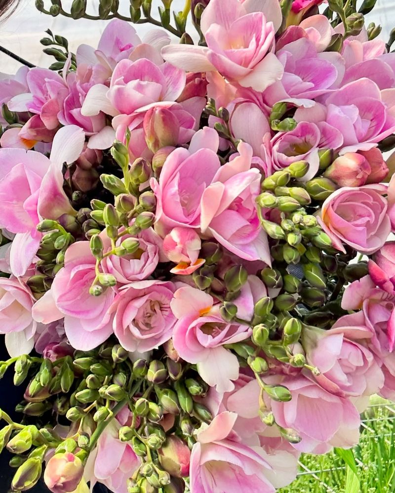 Freesia