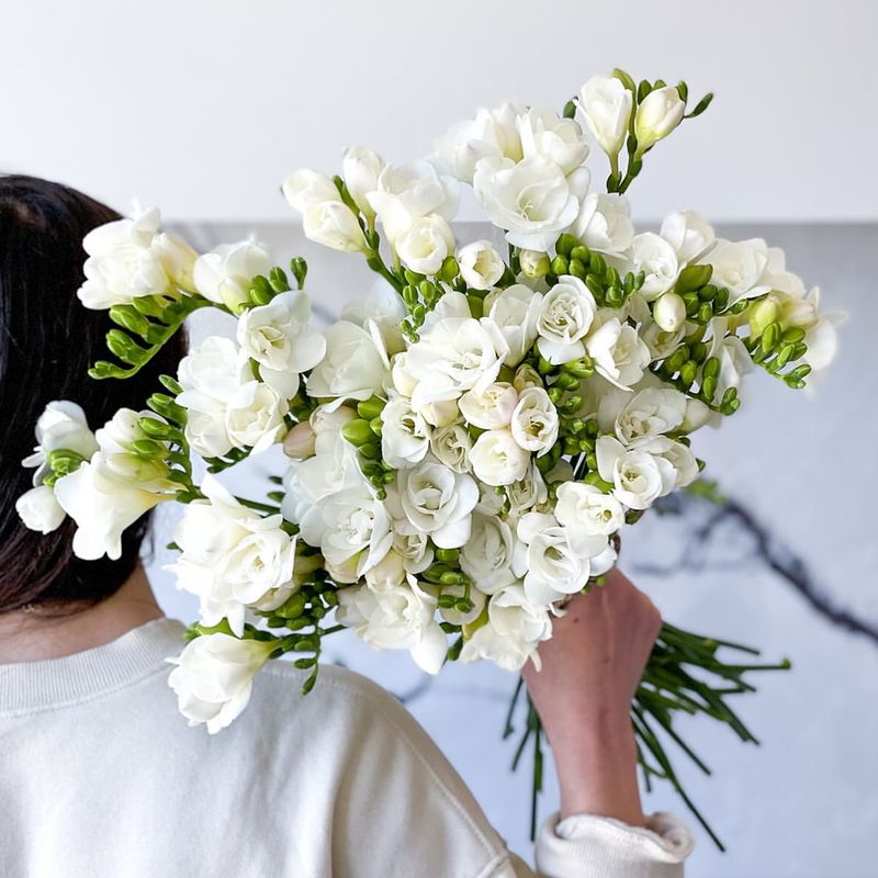 Freesia