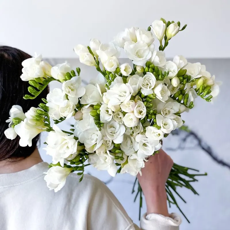 Freesia