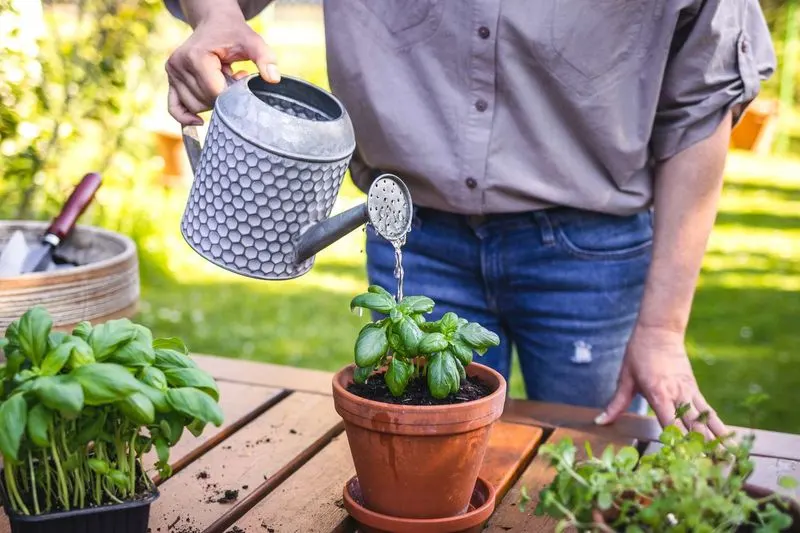 Frequent Light Watering