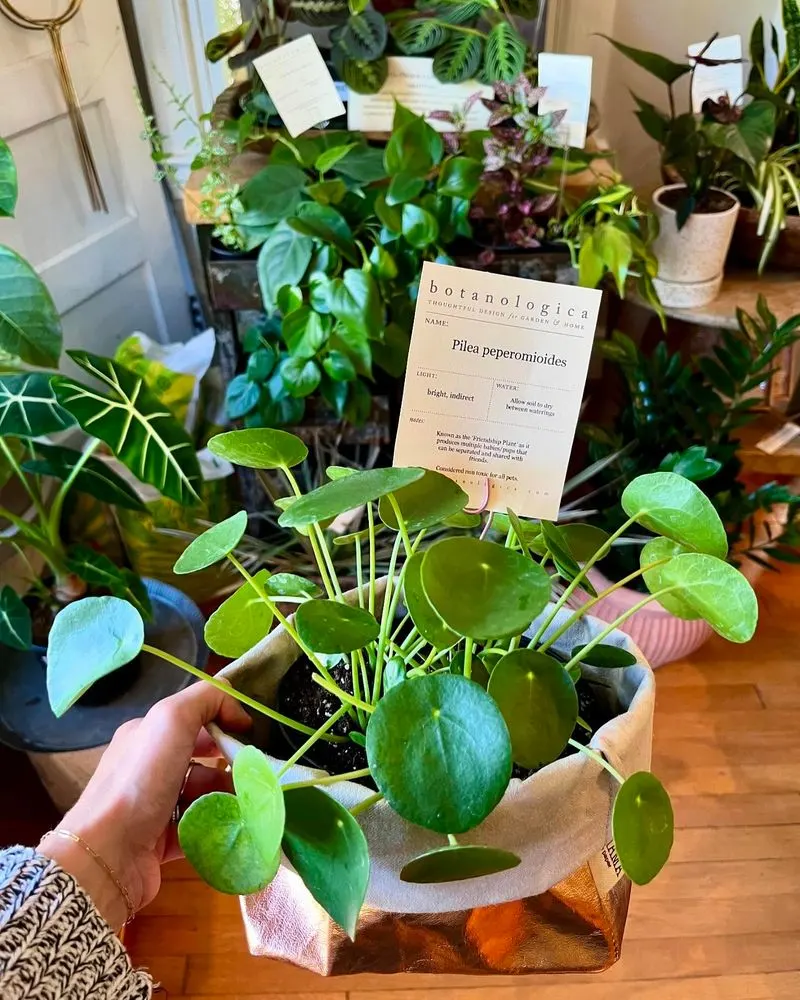 Friendship Plant