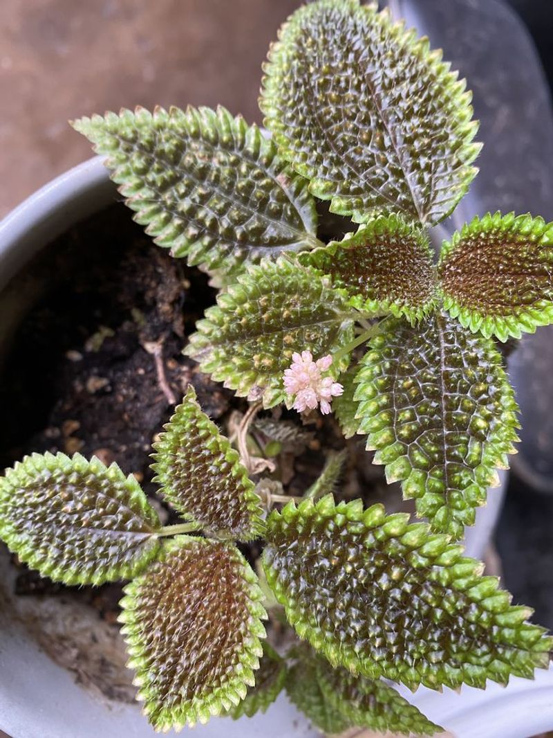 Friendship Plant