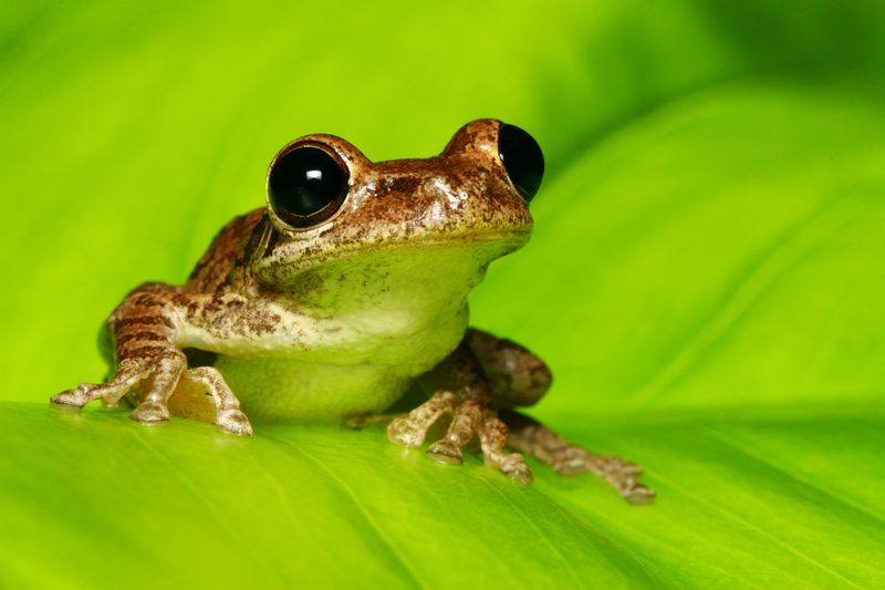 Frogs