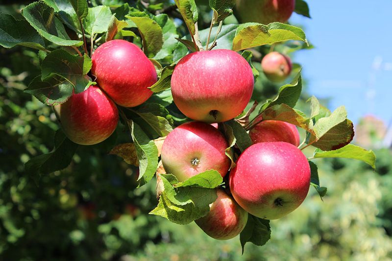 Fruit Trees