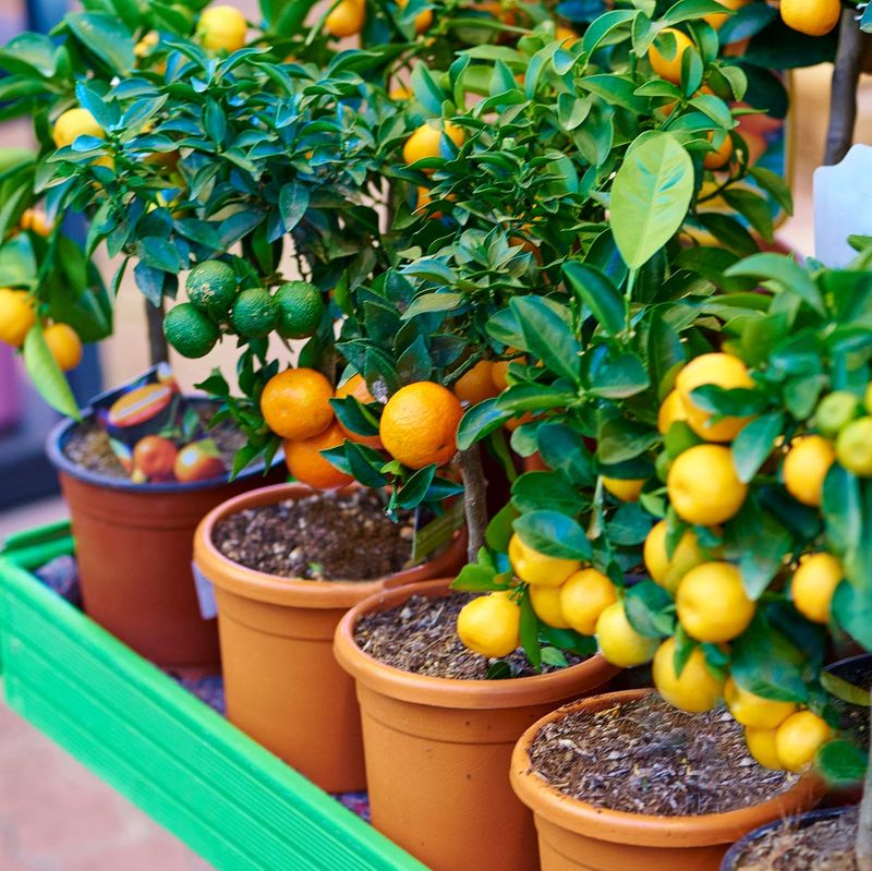 Fruit Trees in Pots