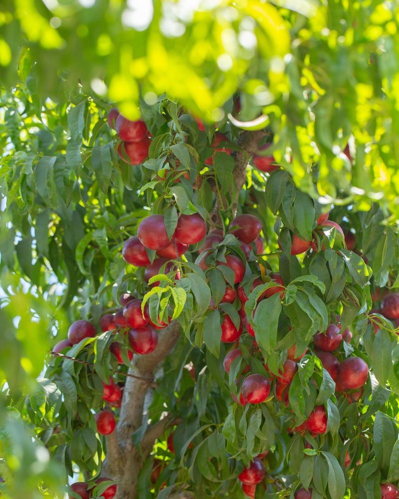 Fruit Trees