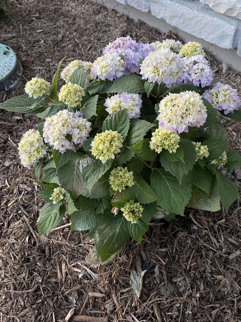 Hydrangea