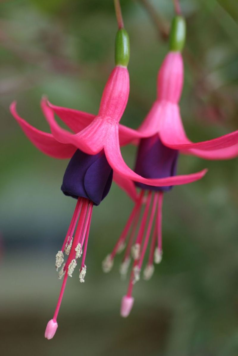 Fuchsia