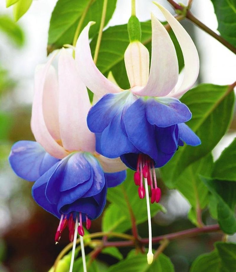 Fuchsia